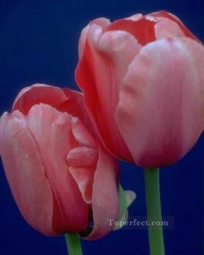 フォトリアリズムの花 Painting - xsh012cB リアルな写真の花